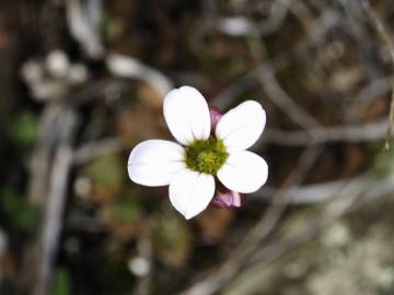 Fotografia da espécie Saxifraga dichotoma