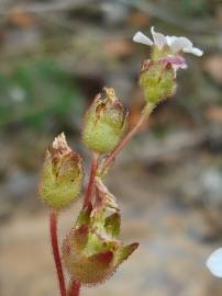 Fotografia da espécie Saxifraga dichotoma