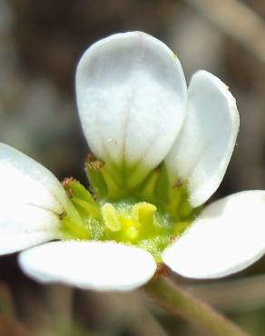 Fotografia 25 da espécie Saxifraga dichotoma no Jardim Botânico UTAD