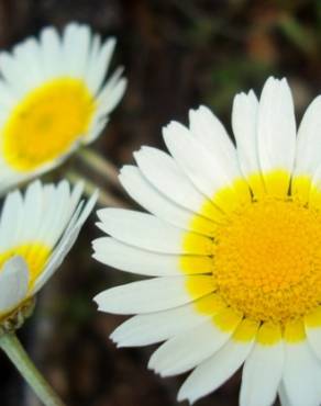 Fotografia 1 da espécie Leucanthemopsis pulverulenta no Jardim Botânico UTAD