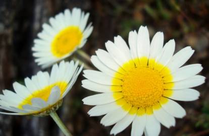 Fotografia da espécie Leucanthemopsis pulverulenta