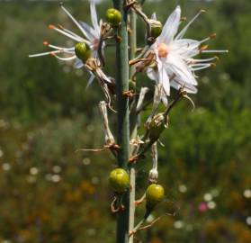 Fotografia da espécie Asphodelus serotinus