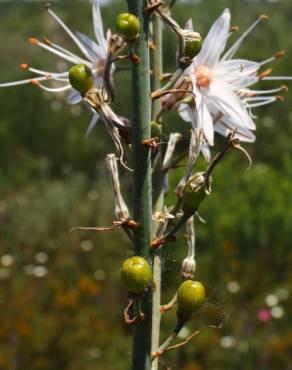 Fotografia 7 da espécie Asphodelus serotinus no Jardim Botânico UTAD