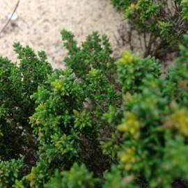 Fotografia da espécie Thymus carnosus