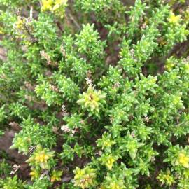 Fotografia da espécie Thymus carnosus