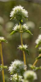 Fotografia da espécie Thymus mastichina