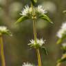 Fotografia 6 da espécie Thymus mastichina do Jardim Botânico UTAD