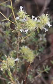 Fotografia da espécie Thymus mastichina