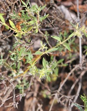 Fotografia 8 da espécie Thymus mastichina no Jardim Botânico UTAD