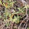 Fotografia 8 da espécie Thymus mastichina do Jardim Botânico UTAD