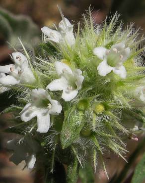 Fotografia 9 da espécie Thymus mastichina no Jardim Botânico UTAD