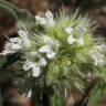 Fotografia 9 da espécie Thymus mastichina do Jardim Botânico UTAD