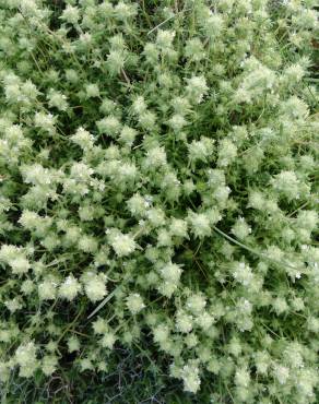 Fotografia 10 da espécie Thymus mastichina no Jardim Botânico UTAD