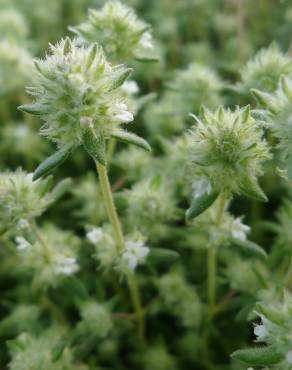 Fotografia 11 da espécie Thymus mastichina no Jardim Botânico UTAD