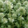 Fotografia 11 da espécie Thymus mastichina do Jardim Botânico UTAD