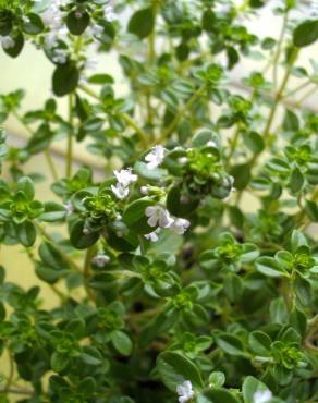 Fotografia 8 da espécie Thymus x citriodorus no Jardim Botânico UTAD