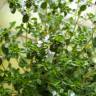 Fotografia 8 da espécie Thymus x citriodorus do Jardim Botânico UTAD