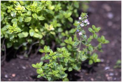 Fotografia da espécie Thymus x citriodorus