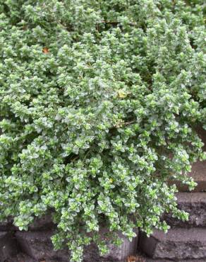 Fotografia 10 da espécie Thymus x citriodorus no Jardim Botânico UTAD