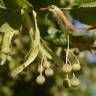 Fotografia 6 da espécie Tilia x europaea do Jardim Botânico UTAD