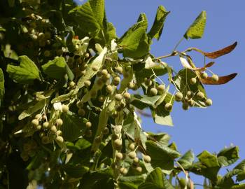 Fotografia da espécie Tilia x europaea