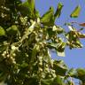 Fotografia 8 da espécie Tilia x europaea do Jardim Botânico UTAD