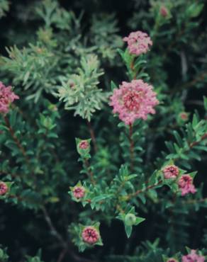 Fotografia 5 da espécie Pimelea ferruginea no Jardim Botânico UTAD