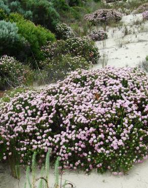 Fotografia 6 da espécie Pimelea ferruginea no Jardim Botânico UTAD