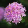 Fotografia 7 da espécie Pimelea ferruginea do Jardim Botânico UTAD