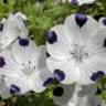 Fotografia 1 da espécie Nemophila maculata do Jardim Botânico UTAD