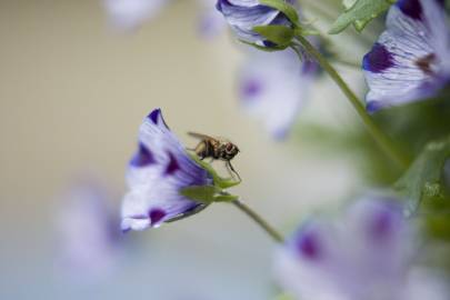 Fotografia da espécie Nemophila maculata