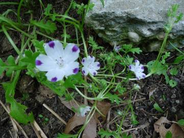 Fotografia da espécie Nemophila maculata