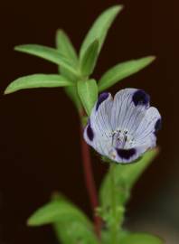 Fotografia da espécie Nemophila maculata