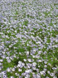 Fotografia da espécie Nemophila maculata