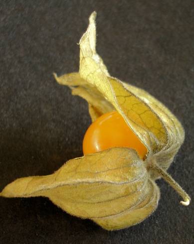 Fotografia de capa Physalis peruviana - do Jardim Botânico