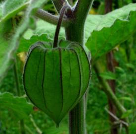 Fotografia da espécie Physalis peruviana
