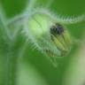 Fotografia 9 da espécie Physalis peruviana do Jardim Botânico UTAD