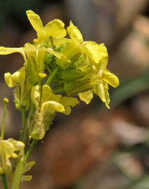 Fotografia 3 da espécie Sisymbrium crassifolium no Jardim Botânico UTAD