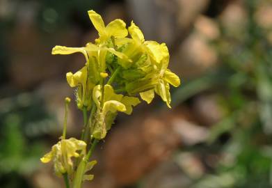 Fotografia da espécie Sisymbrium crassifolium