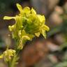 Fotografia 3 da espécie Sisymbrium crassifolium do Jardim Botânico UTAD