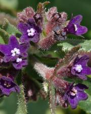 Fotografia da espécie Anchusa undulata