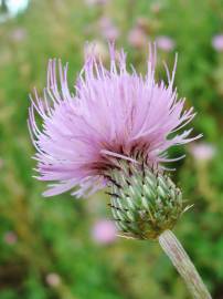 Fotografia da espécie Cirsium pyrenaicum