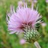 Fotografia 7 da espécie Cirsium pyrenaicum do Jardim Botânico UTAD