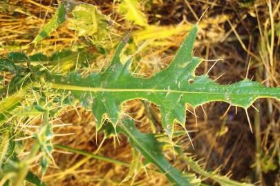 Fotografia da espécie Cirsium pyrenaicum