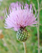 Fotografia da espécie Cirsium pyrenaicum