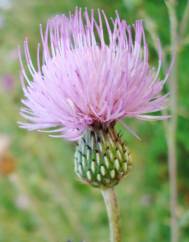 Cirsium pyrenaicum