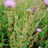 Fotografia 9 da espécie Cirsium pyrenaicum do Jardim Botânico UTAD