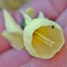 Fotografia 2 da espécie Narcissus triandrus do Jardim Botânico UTAD