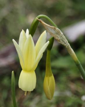 Fotografia 3 da espécie Narcissus triandrus no Jardim Botânico UTAD