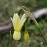 Fotografia 3 da espécie Narcissus triandrus do Jardim Botânico UTAD